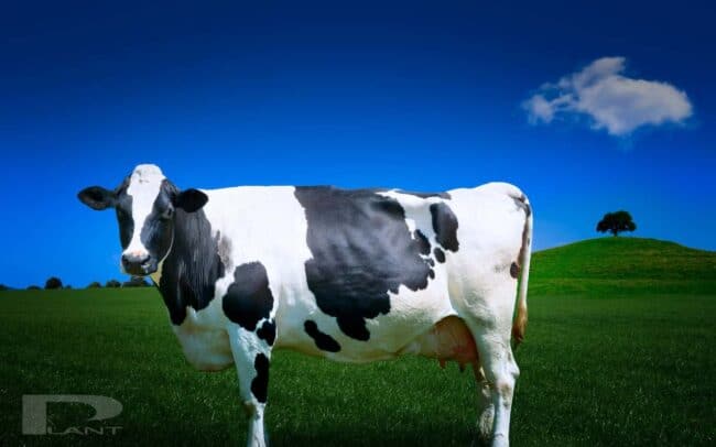 Cow-in-field-somerset