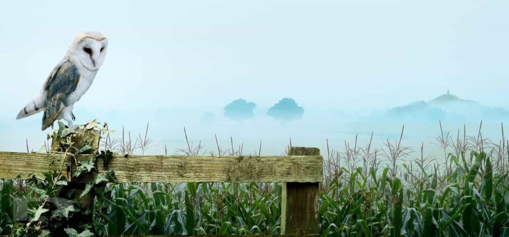 Breeze-barn-owl-and-somerset-maize-field-advanced-photo-retouching