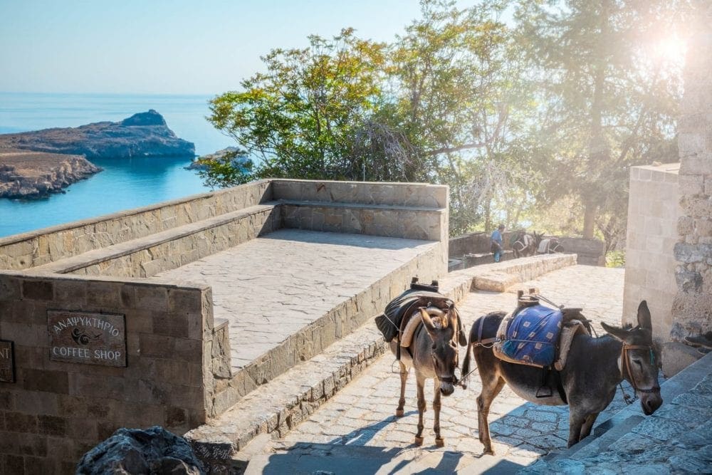 Lyndos-donkeys-next-to-acropolis-travel-photography-portfolio