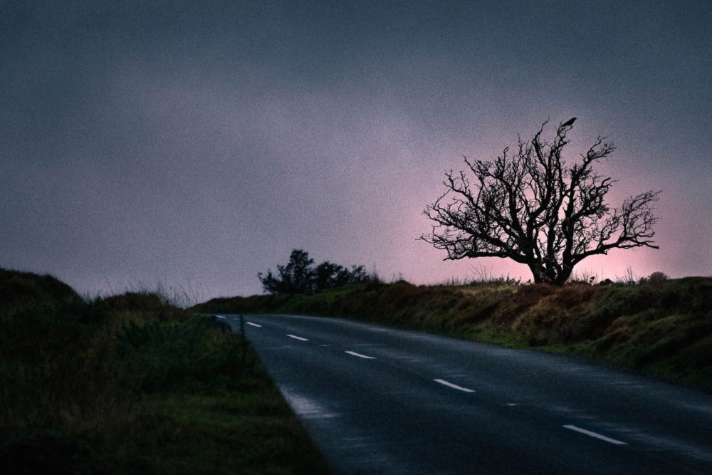 Crow-in-winter-tree-along-exmoor-road-on-location-photographer