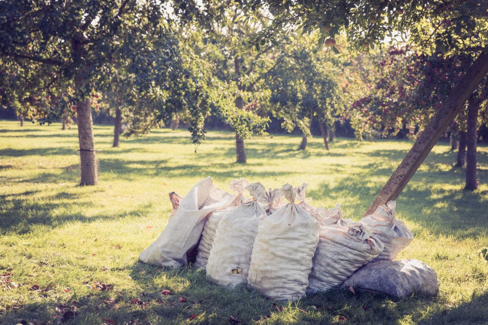 Bags Of Apples In The Orchard Ready For The Press. Crest Cyder Makers Somerset