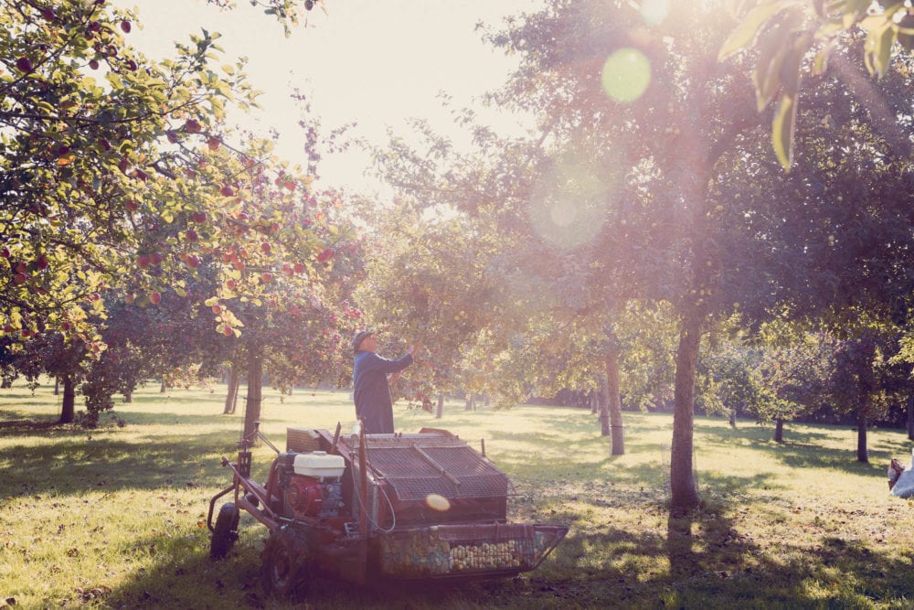 Chris Dislodging Apples From The Trees. Crest Cyder Makers Somerset