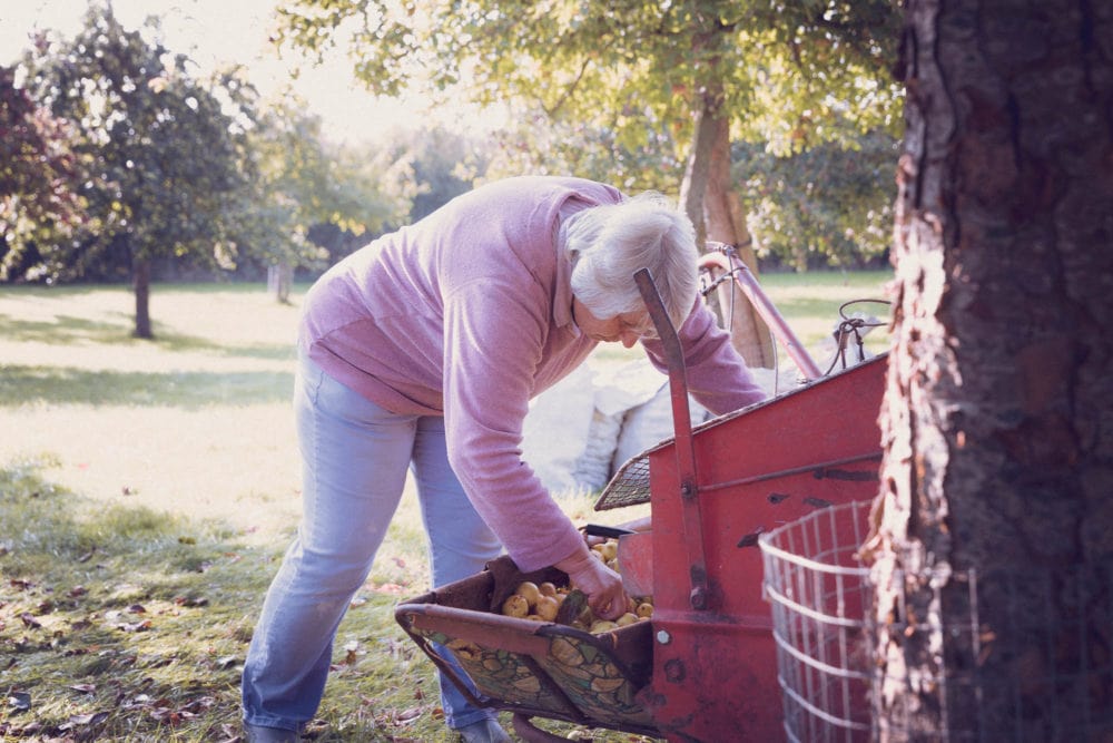 Carole Sorting Apples From Collection Basket. Crest Cyder Makers Somerset