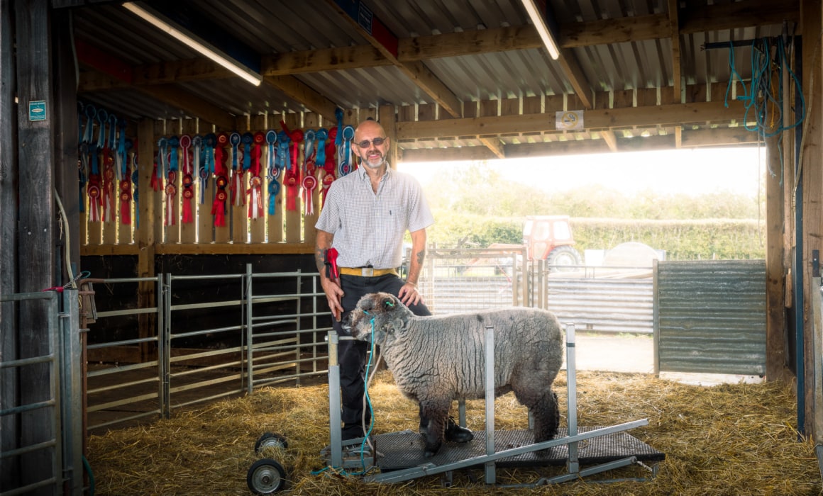 Steve In His Barn With One Of His Ryeland Sheep. Steve Rowe Show Sheep Shearer