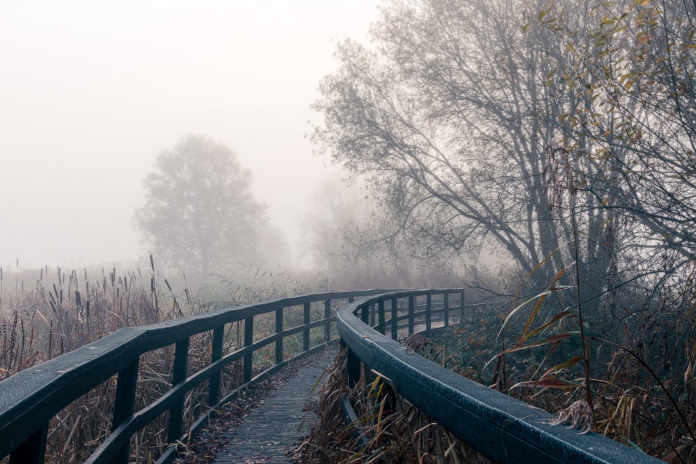 Into-the-mist-walkway-at-ham-wall-somerset