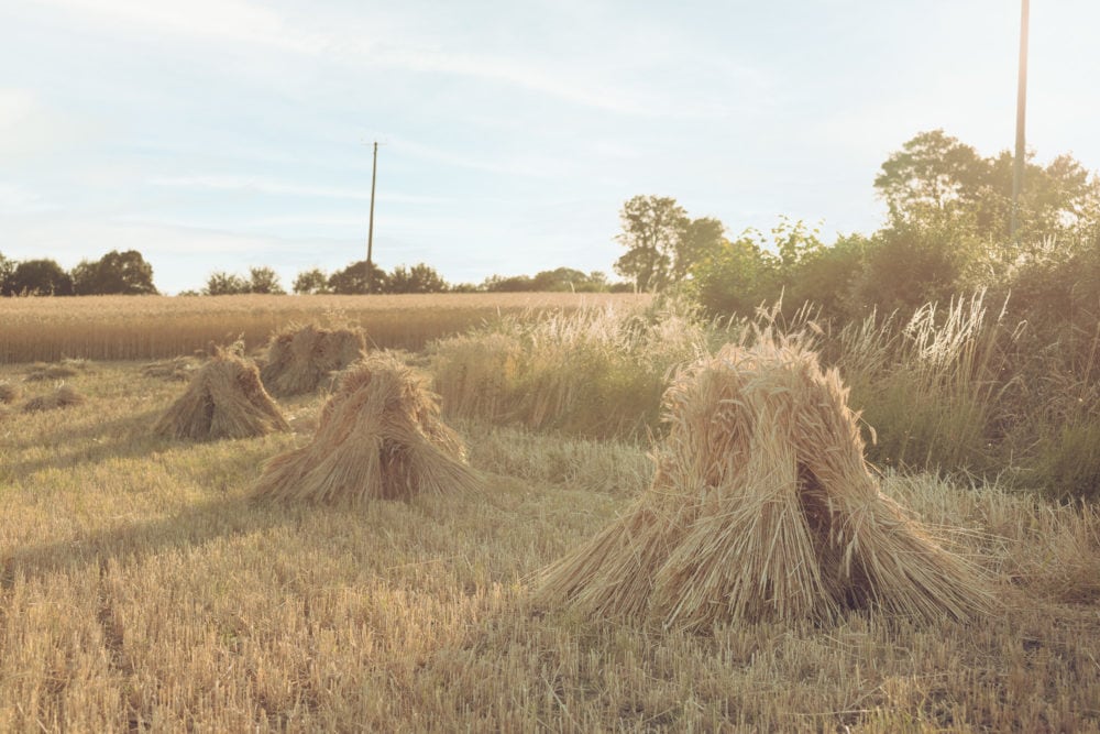 Matravers-Thatchers-Harvesting-Wheat-0023
